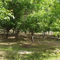 واقع در خسروشاه منطقه بالمان باشی|فروش زمین و ملک کلنگی|خسروشاه, |دیوار