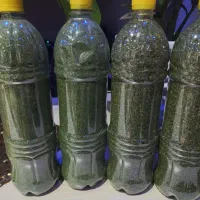 پیاز و سبزی سرخ شده