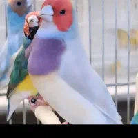 فنچ گلدین|پرنده|کرمان, |دیوار