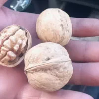 گردو پوست کاغذی ولواشک و زیتون