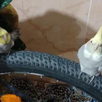 یک جفت عروس هلندی