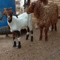 بز.بره.گوسفند