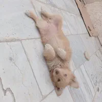 سگ پاکوتاه ماده