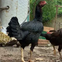 مرغ لاری کرچ