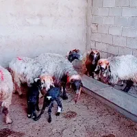 ۷میش وبره|حیوانات مزرعه|شوشتر, |دیوار