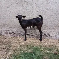 جفت نر و ماده بنگالوک|حیوانات مزرعه|چابهار, |دیوار