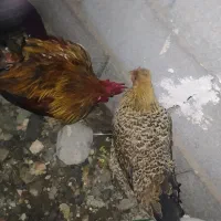 مرغ خروس عالی خروس|حیوانات مزرعه|چاه مرید, |دیوار