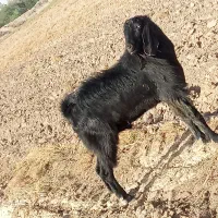 نری پاکستانی. اصل|حیوانات مزرعه|جیرفت, |دیوار