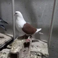 کبوتر|پرنده|گرگان, |دیوار