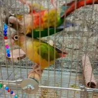 پرنده گرینچی|پرنده|ایرانشهر, |دیوار