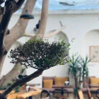 کافه ریحا|استخدام خدمات فروشگاه و رستوران|بوشهر, |دیوار