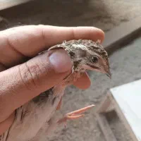 بلدرچین نر آواز خوان بد بده|پرنده|آستارا, |دیوار