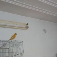 قناری نر بزن