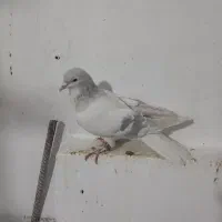 کفتر