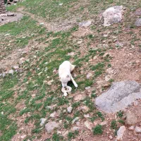 سگ گله ای زرنگ