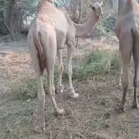 شتر نر پاکستانی داشتی|حیوانات مزرعه|میناب, |دیوار