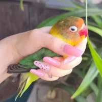 کوتوله برزیلی فیشر و پاستیلی