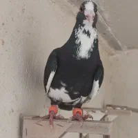 کفتر پلنگ نر