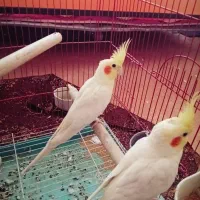 یک جفت عروس هلندی