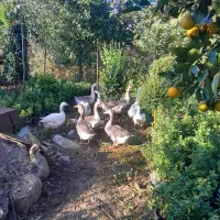 فروش غاز تخم گذار