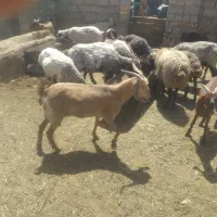 میش فروشی