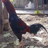 خروس لاری ۷.۵ ماهه نسل دار|حیوانات مزرعه|هشتگرد, تهران دشت|دیوار