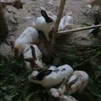 خرگوش|موش و خرگوش|شیراز, محمودآباد|دیوار