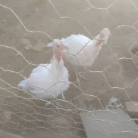 یک جف بوقلمون|حیوانات مزرعه|سبزوار, قصبه شرقی|دیوار