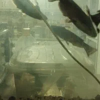 ماهی کت چوبی پنکوسی