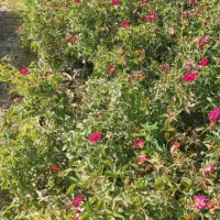 نهال لیمو انگور