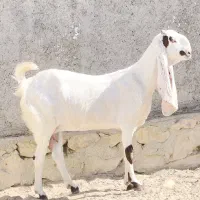 بز گلابی ابستن