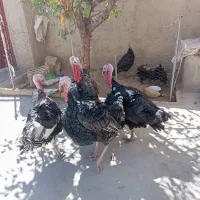 فروش بوقلمون|پرنده|سنندج, |دیوار