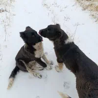 سگ قهدریجان|سگ|انگوران, |دیوار