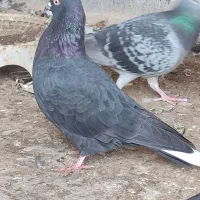 لوت عراق اصلی