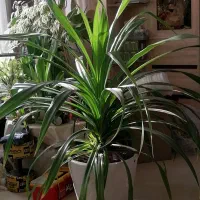 پاندانوس بزرگ