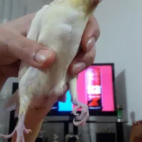 جوجه طوطی|پرنده|بروجرد, |دیوار