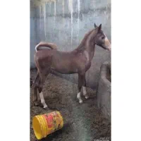 کره نریان در جه یک