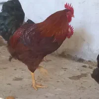 خروس کوردی فوق سنگین از ۵۰۰تا یک میلیون