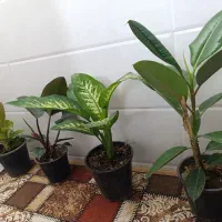تعدادی گل زیبا
