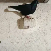 کبوترطوقی8عدد.   3500|حیوانات|اردبیل, |دیوار