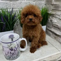 پودل عروسکی|سگ|تهران, دروس|دیوار