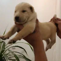 سگ نگهبان|سگ|چابهار, |دیوار