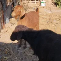 بره قوچ ، بز گوسفند