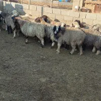 میش بره دار آبستن 15راس درجه یک|حیوانات مزرعه|میمند, |دیوار