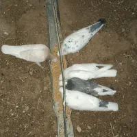 کفتر کبوتر|پرنده|تکاب, |دیوار