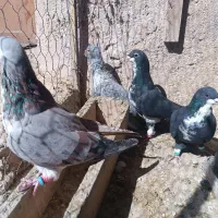 کبوتر شهری ونقره ای نر|پرنده|مرودشت, مختارآباد|دیوار