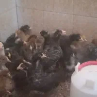 خروس