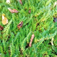 چمن رونده فرانکنیا و فیله آ