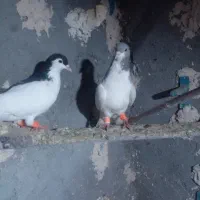 چپ سیاه|پرنده|مشهد, امیرآباد|دیوار