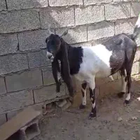 بزکاموری وپنجاب بیتل اصل